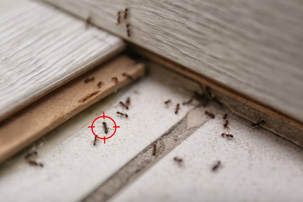 Best Cockroach Control Services  in Wilson, WY
